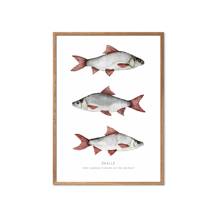 Skalle plakat | A4