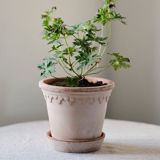 Københavner potte | Rosa