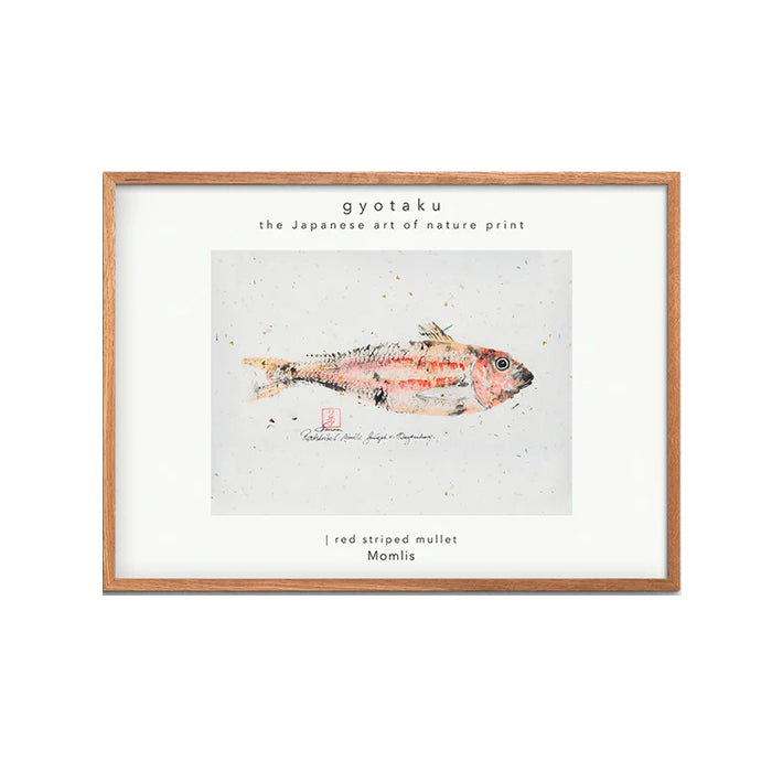 Fiskeplakat “Striped Red Mullet”, 30x40